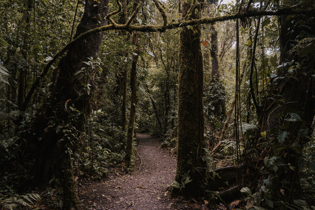 section of trail through the Monteverde Cloud Forest reserve