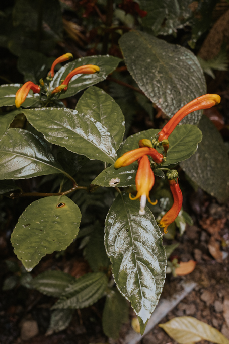 orange orchids in Monteverde Cloud Forest Biological Preserve