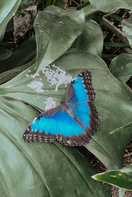 blue butterfly on green leaf at Selvatura Adventure Park