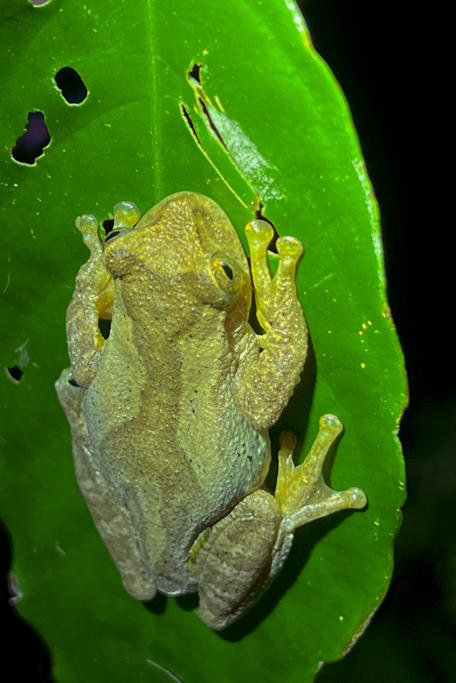 Milk frog on the Night walk Monteverde