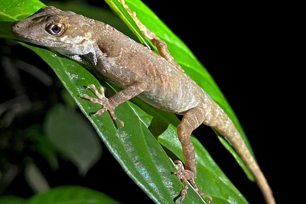 Blue-eyed Anole Lizard on Night Tours Monteverde