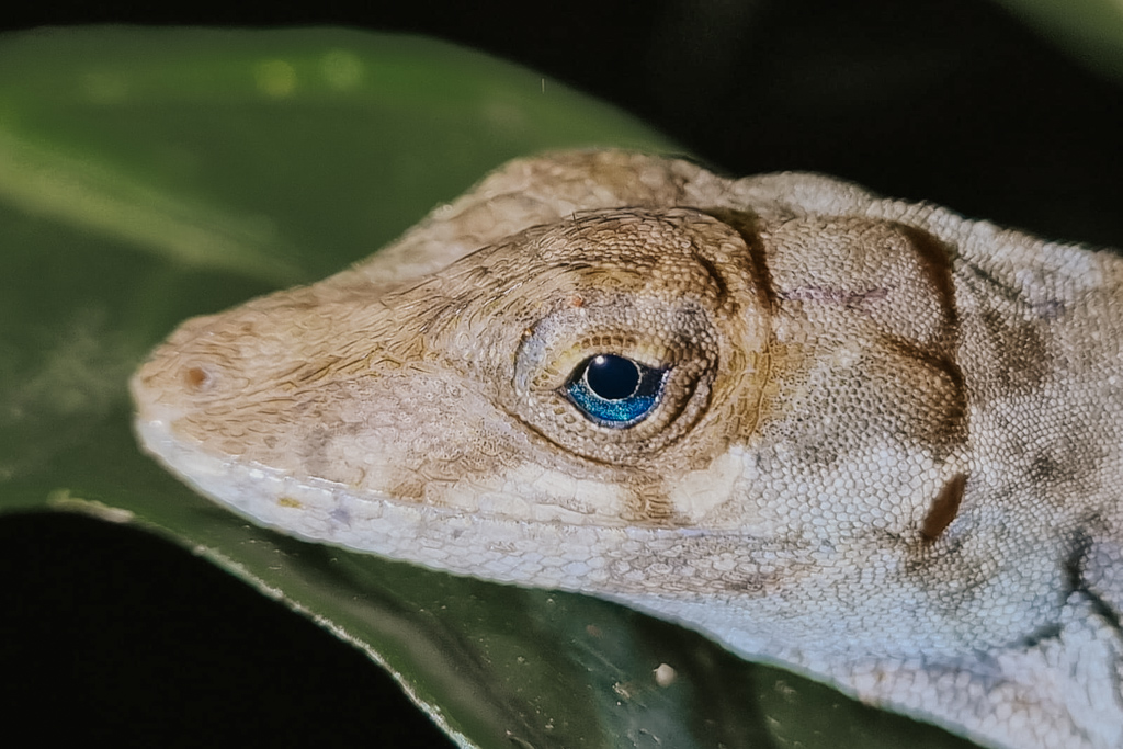 close up of a Blue-eyed Anole Lizard on the night walk Monteverde offers