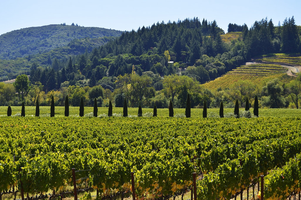looking onto green vineyards from a boutique hotel in Sonoma Valley California