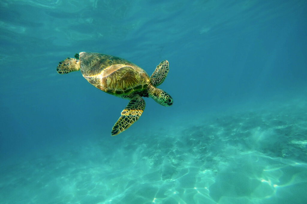 turtle swimming in Hawaii island puns