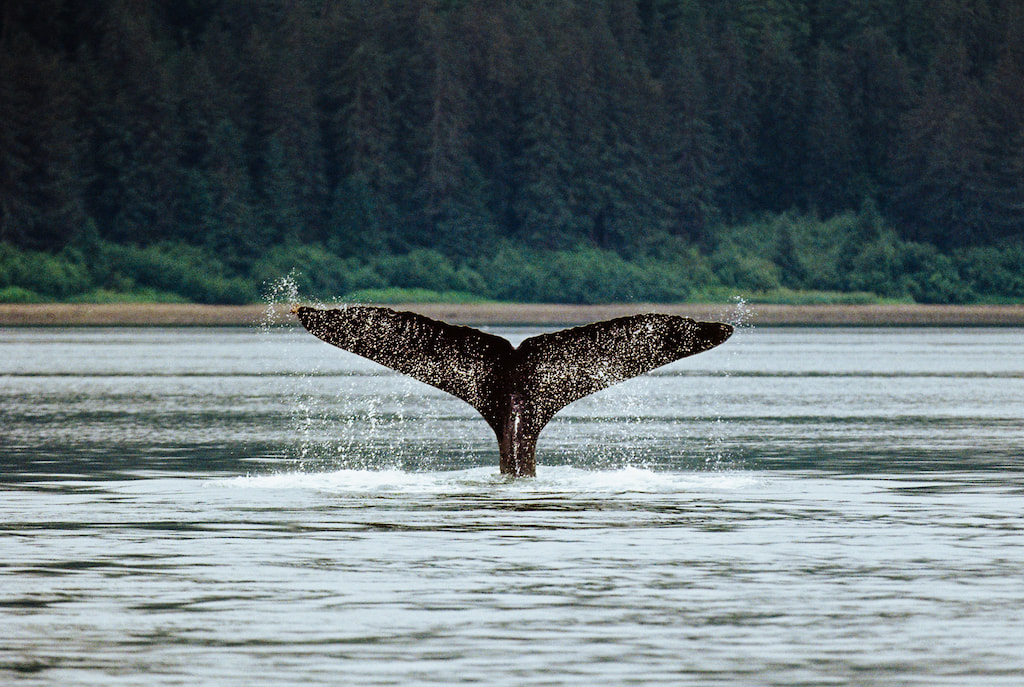 tail of a whale in the ocean off the coastline of Alaska jokes