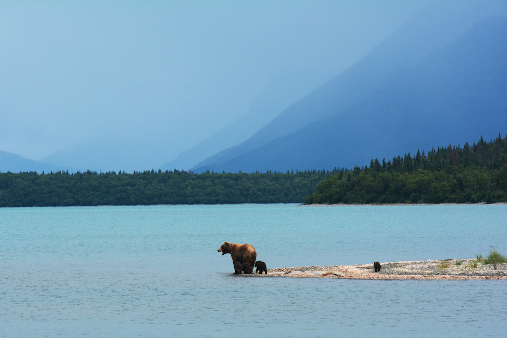 bears looking at a large blue lake with green covered shoreline in the distance