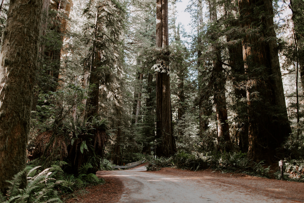 Tall leafy Californian redwood trees