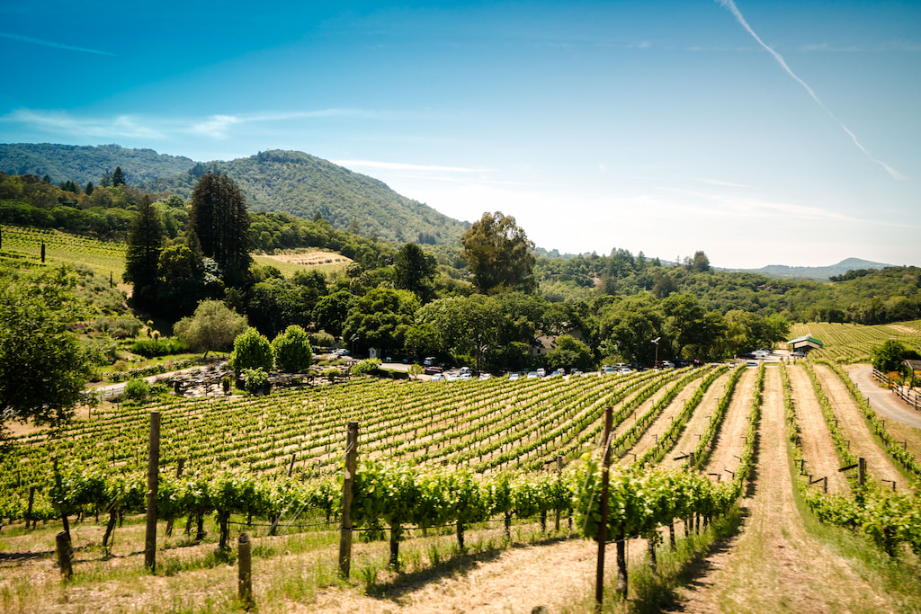 green rows of vineyards in Napa Valley CA