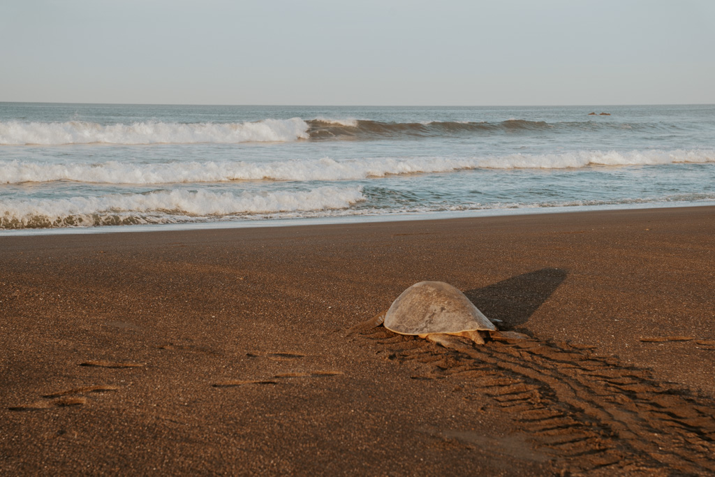 turtle going back to the Pacific Ocean across dark sand in Western Costa Rica location