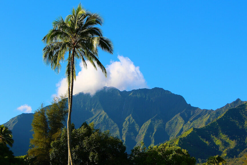 palm tree with green mountains in the distance and bright blue sky in Kauai