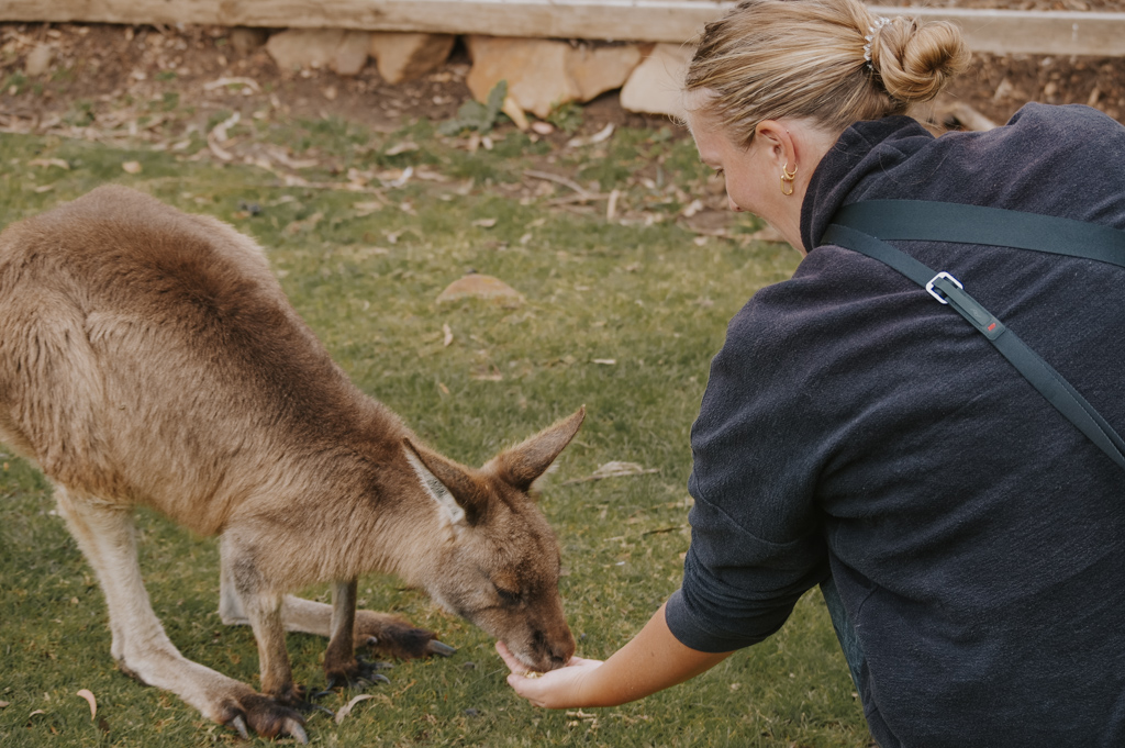 a middle aged woman with blonde hair bends over to feed a Tasman kangaroo on a green lawn