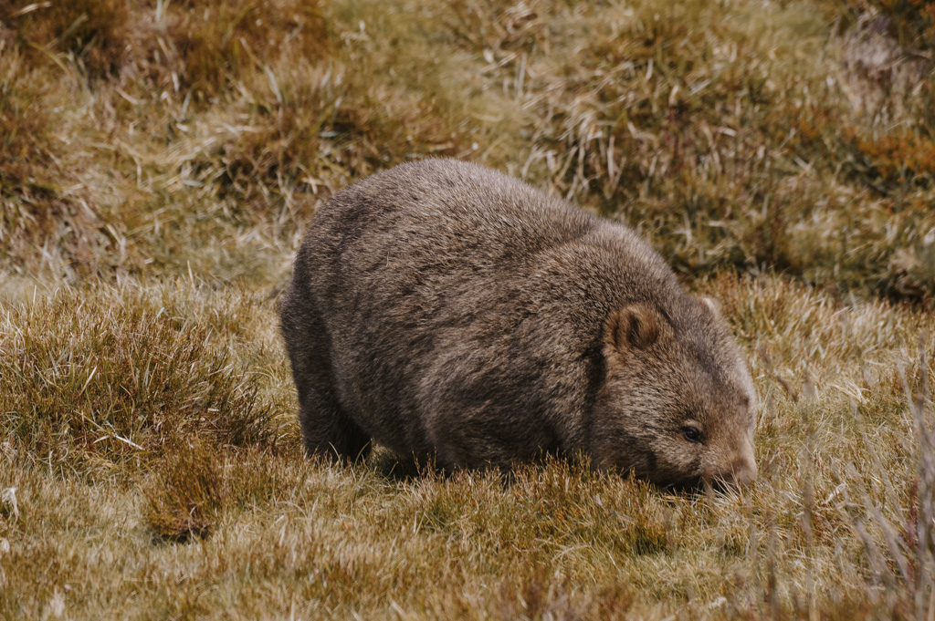 a furry wombat animal eats grass in Cradle Mountain National Park