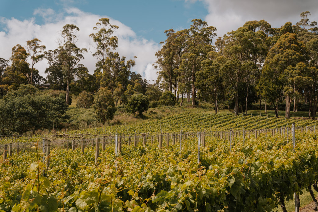 bright green rows of grape vines and large green trees in the distance on a partially sunny and cloudy day on this tasmania 10 day itinerary