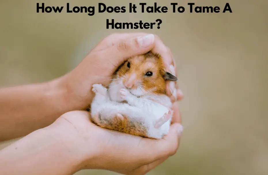 How Long Does It Take To Tame A Hamster?
