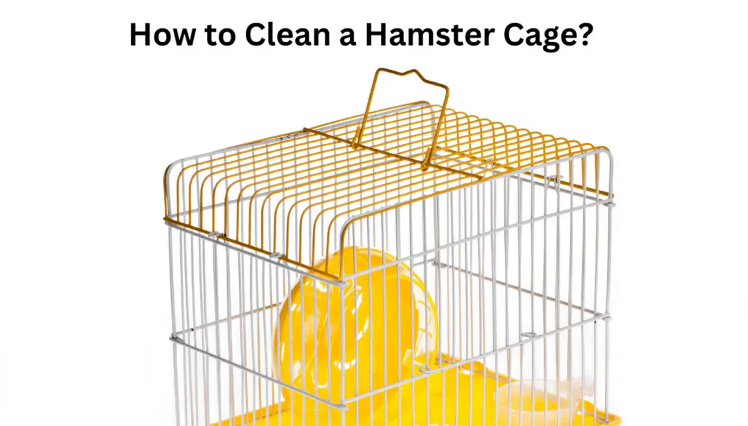 How to Clean a Hamster Cage?
