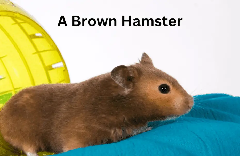 A Brown Hamster