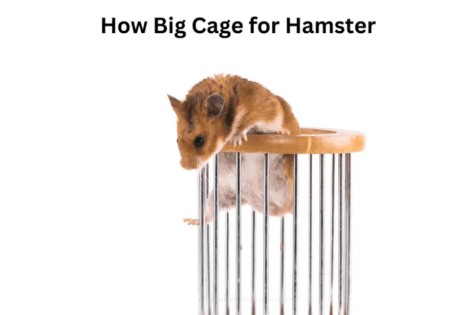 How Big Cage for Hamster