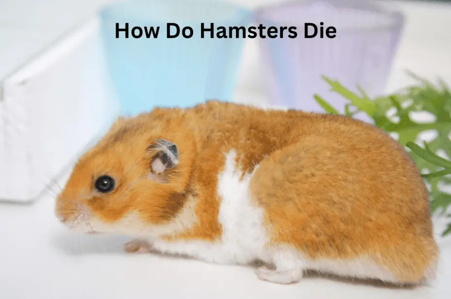 How Do Hamsters Die