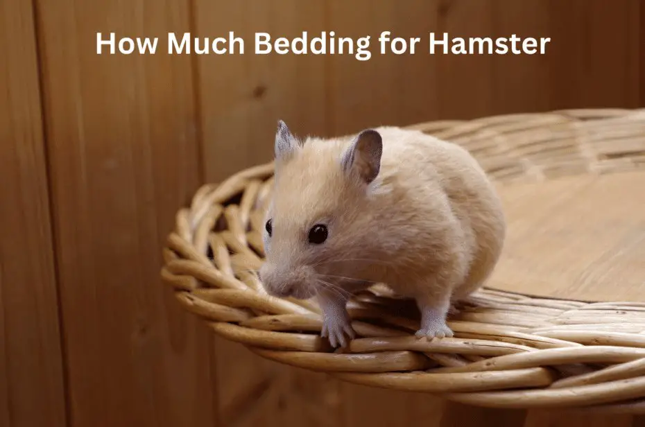 How Much Bedding for Hamster