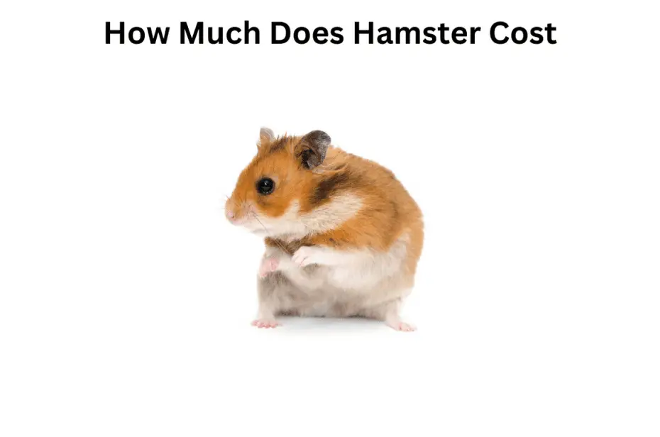 How Much Does Hamster Cost