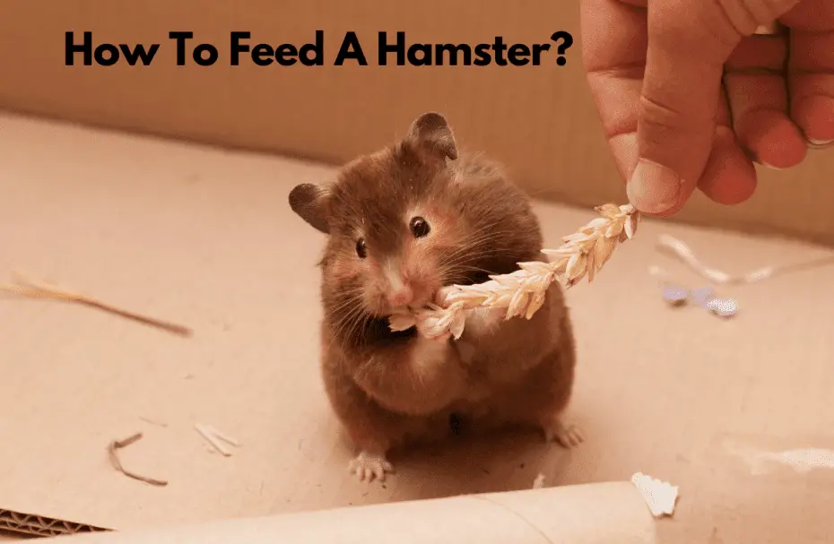 How To Feed A Hamster?