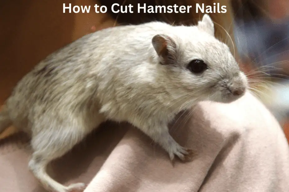 How to Cut Hamster Nails