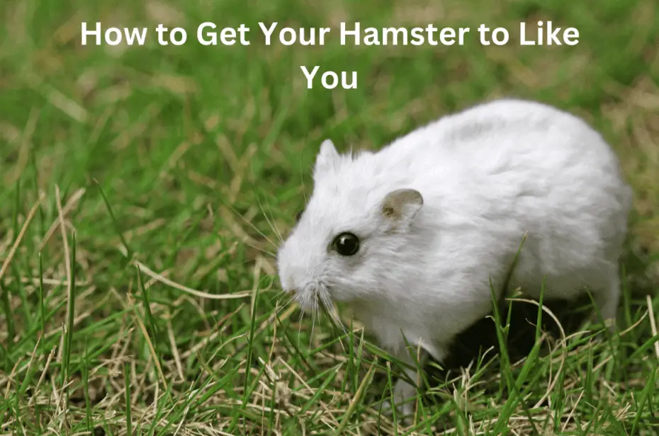 How to Get Your Hamster to Like You