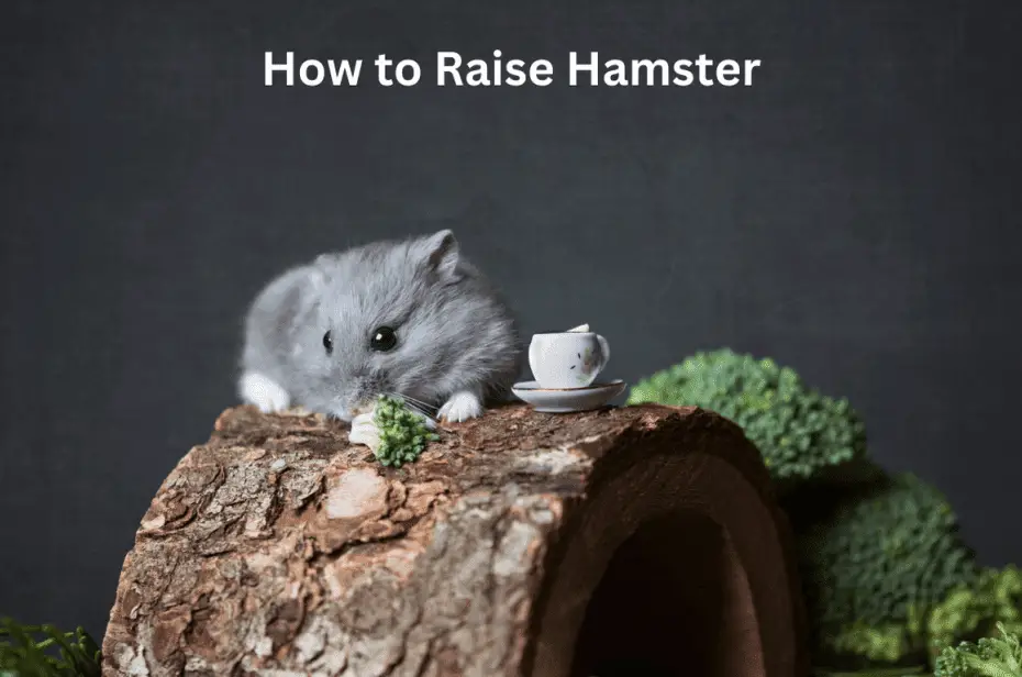 How to Raise Hamster