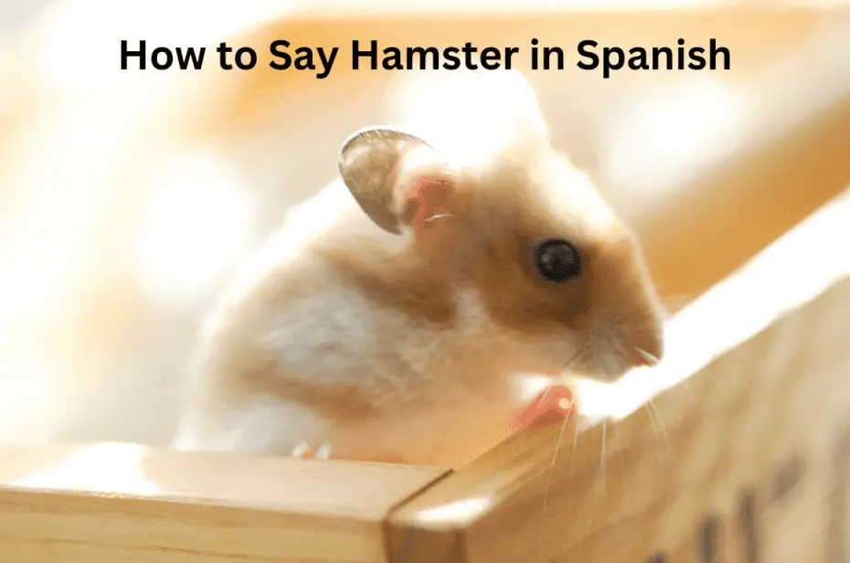 How to Say Hamster in Spanish