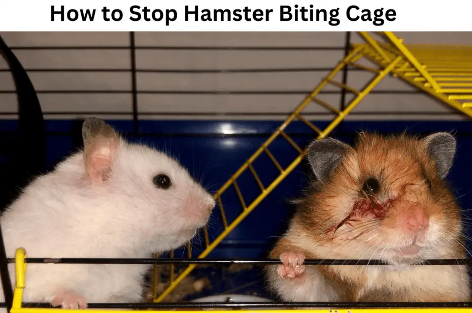 How to Stop Hamster Biting Cage