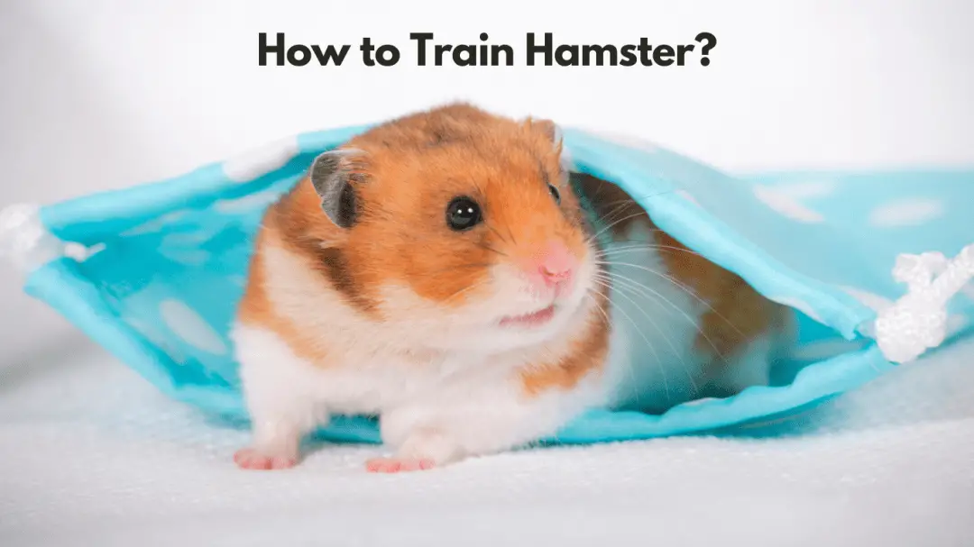 How to Train Hamster