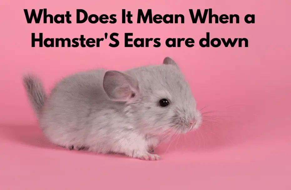 What Does It Mean When a Hamster'S Ears are down