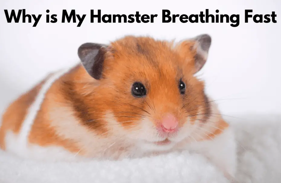 Why is My Hamster Breathing Fast