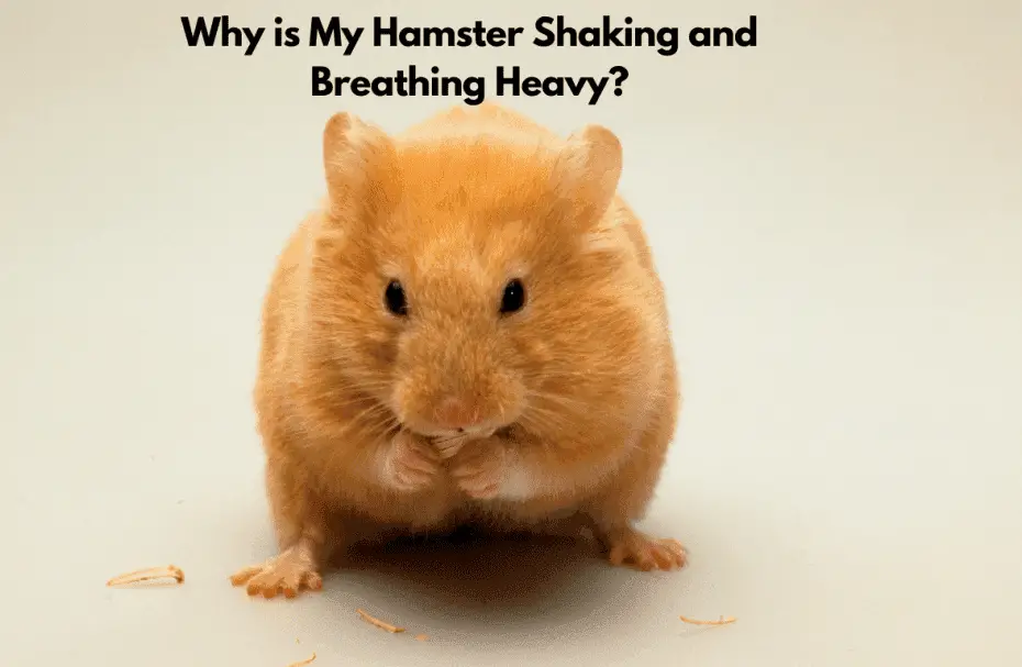 Why is My Hamster Shaking and Breathing Heavy?