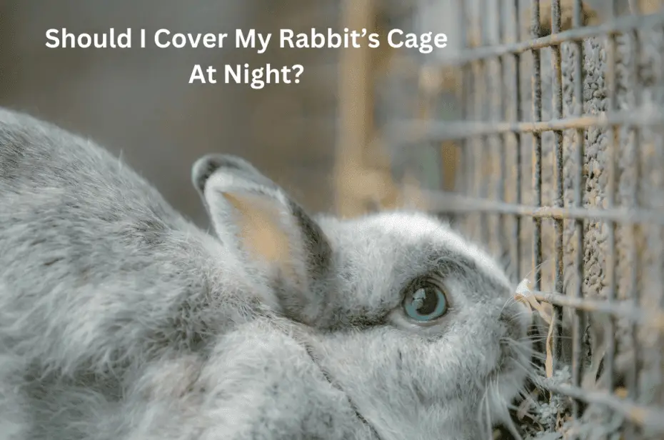 Should I Cover My Rabbit’s Cage At Night?