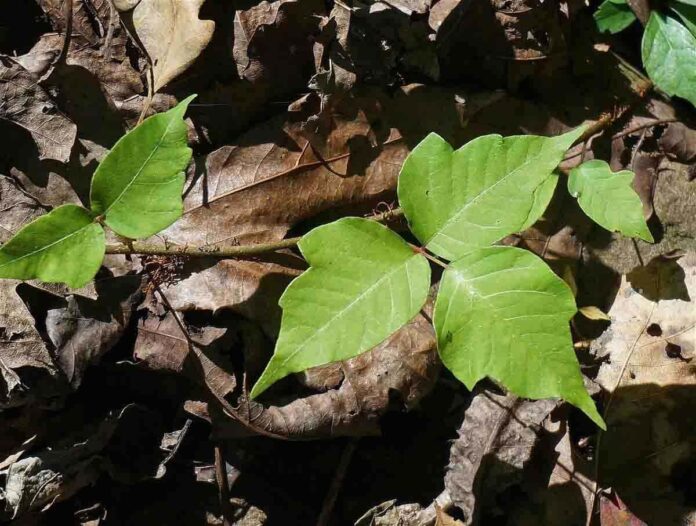 Poison ivy pictures