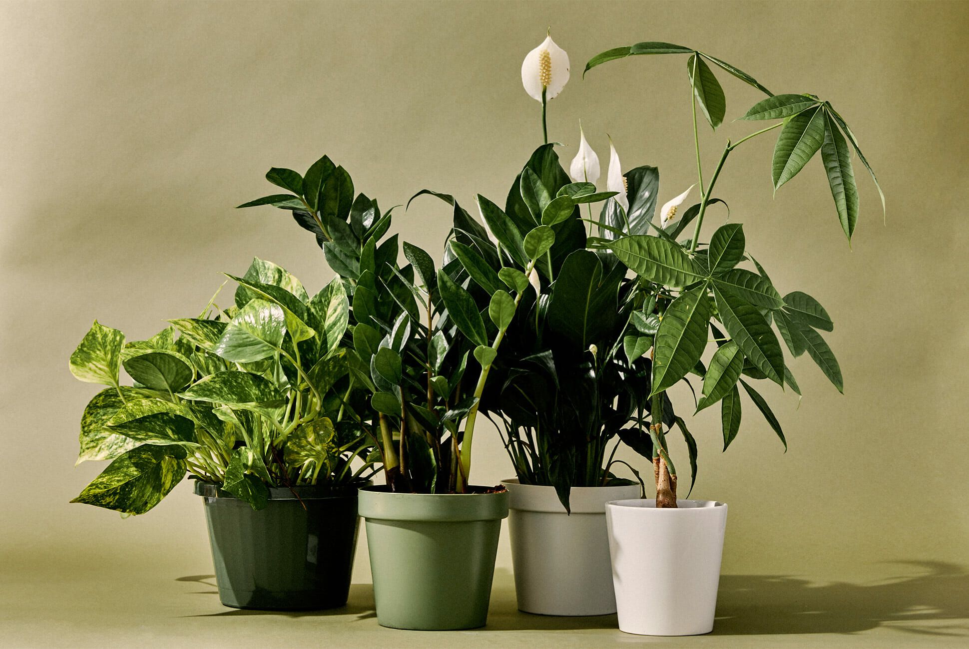 The 24 Best Indoor Plants of 2021: Snake Plant, ZZ Plant and More
