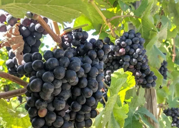 Wartberg vineyard grapes