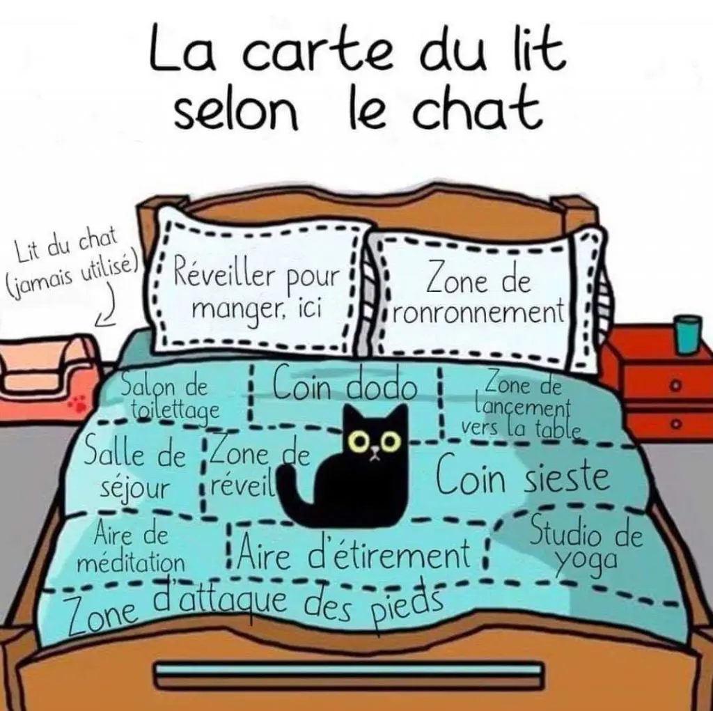 Humour Images Chats