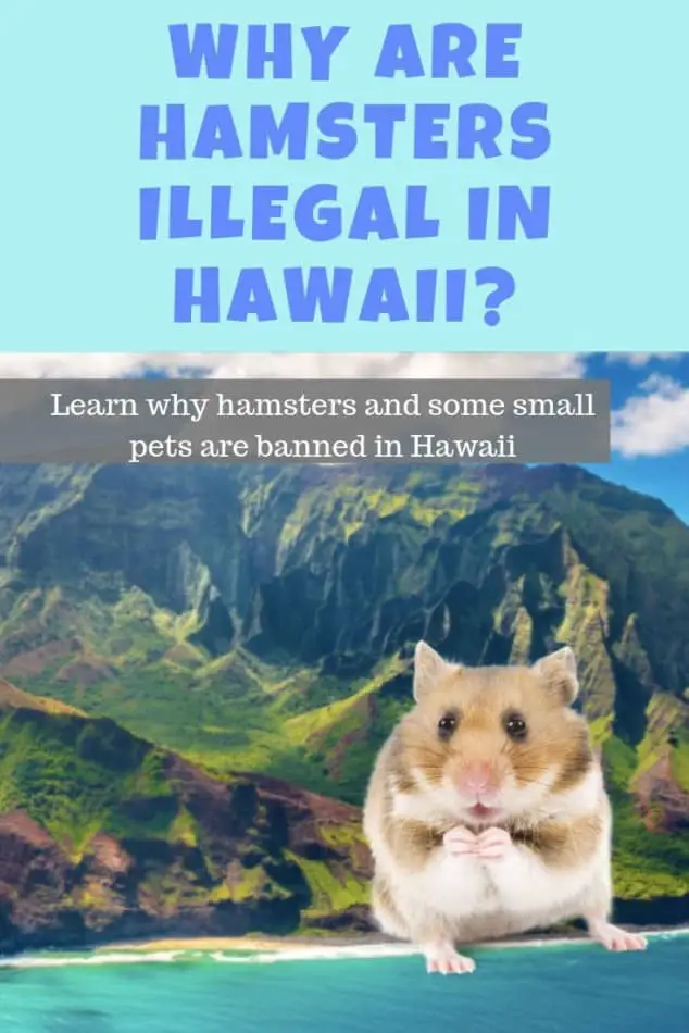 Why is it illegal to own a hamster in Hawaii? Read why here! 1