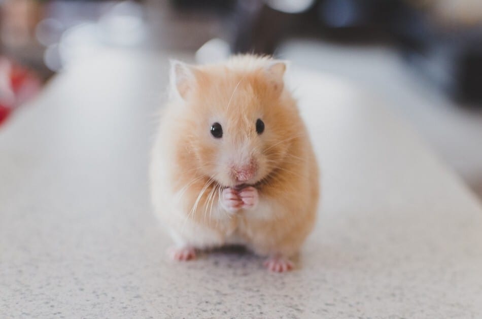 cute picture of a hamster
