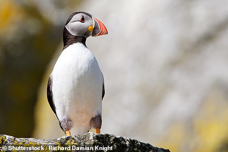Passengers aboard the Hebridean Princess might be in with the chance of seeing puffins on the cliffs of the Shiant Isles (above)