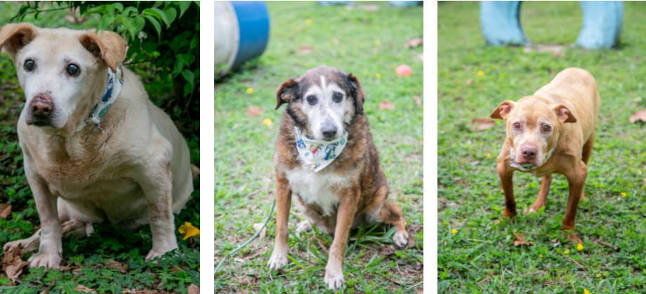 Cães Faro Fino, Firelo e Telo esperam há 10 anos por adoção em Guarulhos