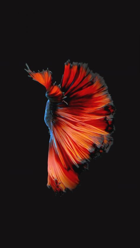 Featured image of post Cool Live Wallpapers For Iphone Xr See more ideas about live wallpaper iphone live wallpapers siamese fighting fish