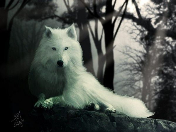 Featured image of post Dire Wolf Wallpaper 4K Uhd wallpapers uhd wallpapers