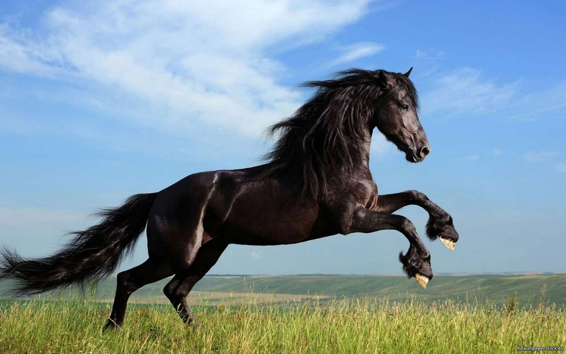 Running Black Horse Hd Wallpaper Download