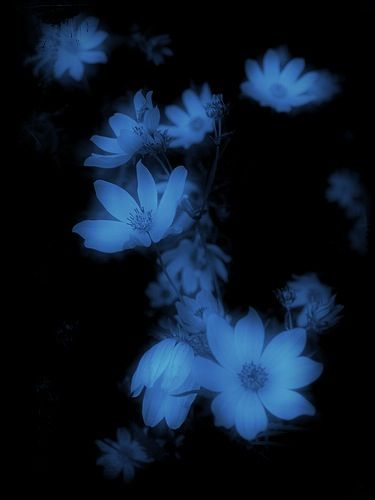 Dark Blue Wallpaper Flower