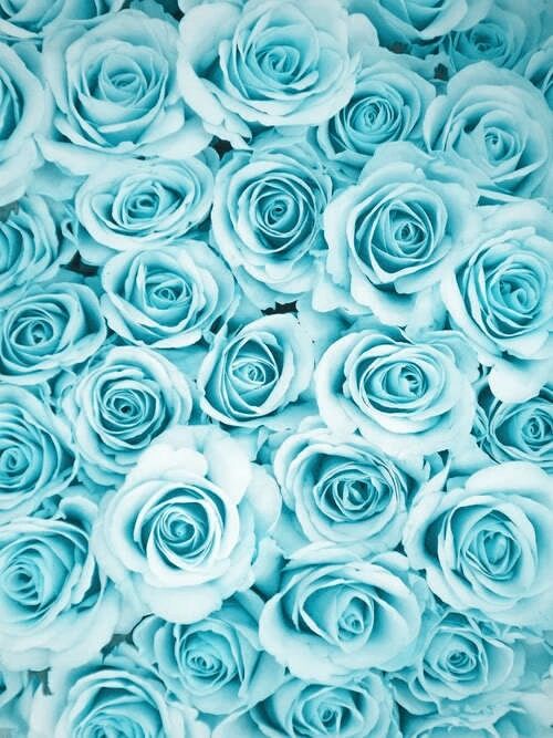 Wallpaper Baby Blue Roses