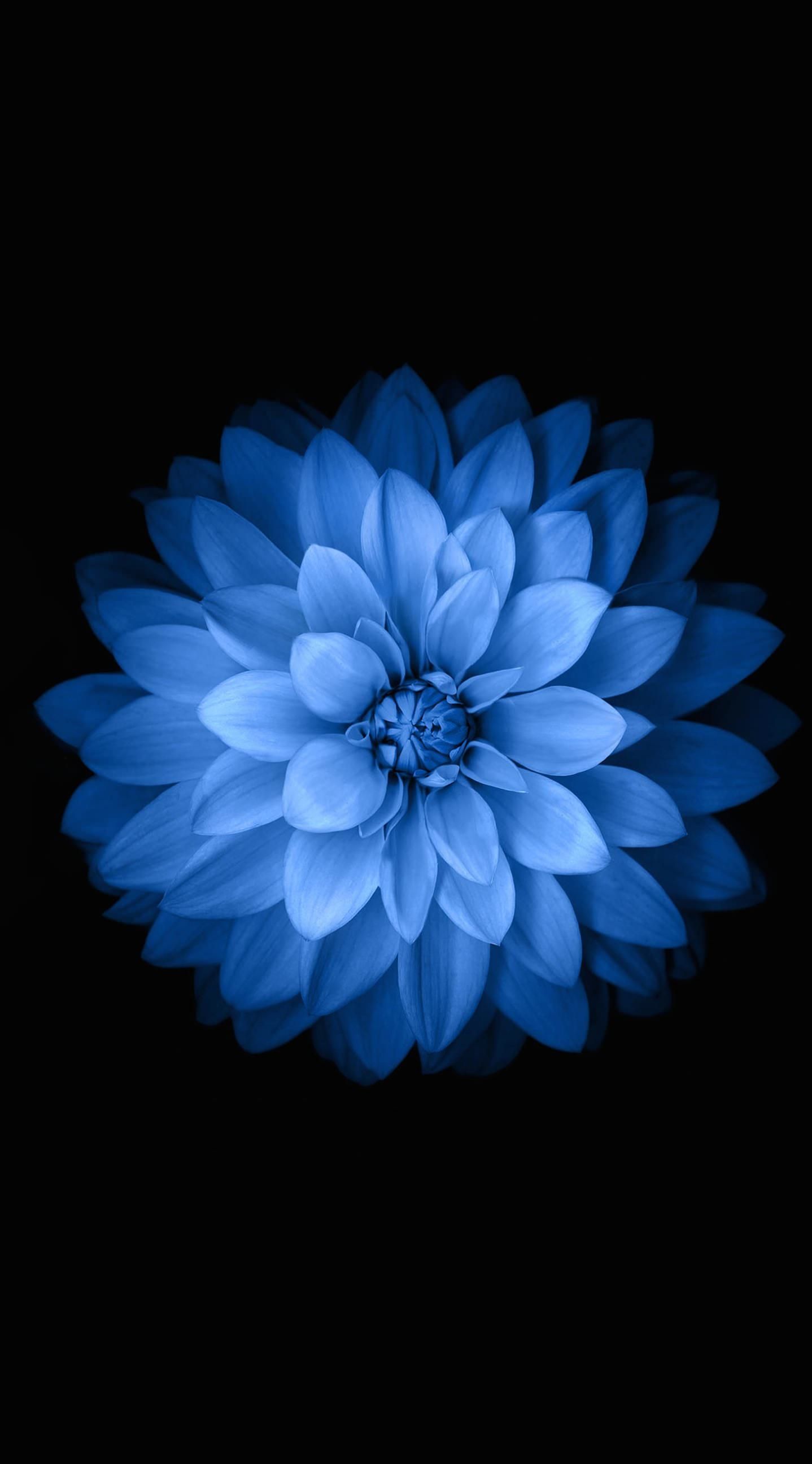 Iphone Flower Blue Wallpaper Hd
