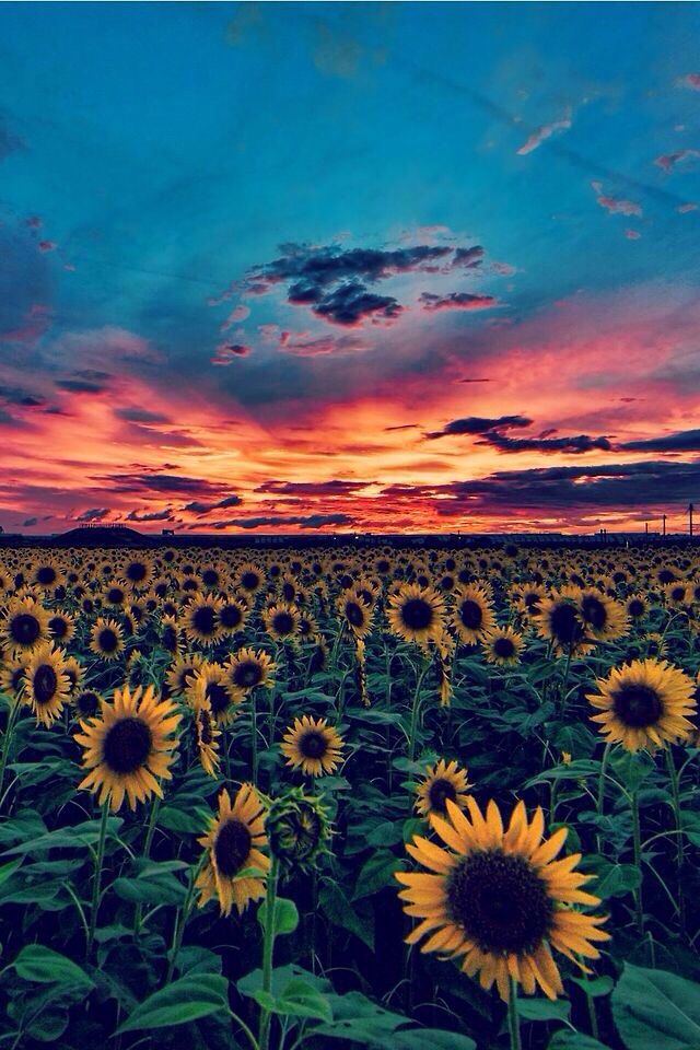 Featured image of post Photography Sunset Sunflower Wallpaper Discover bright and cheerful sunflower pictures and images and download them for free